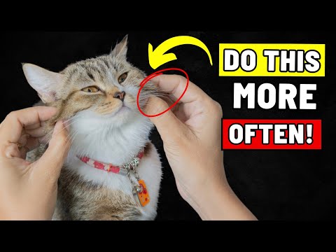 7 Things You Do Way Too Rarely for Your Cat