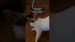 Our funny rabbit Albert don’t like the broom.  #funnybunny #roligadjur #funnyanimals #roligkanin