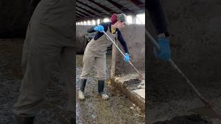 ✨ Cowshed Cleaning 101 with a Farm Girl 🐄