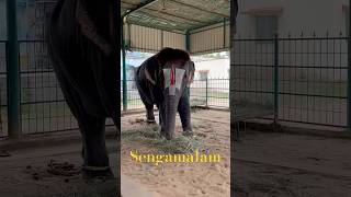 Sengamalam - Rajagopalaswamy Temple #mannargudi #elephant