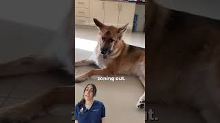Are all seizures in pets the same?!? #shorts #vet #neurovet #dog #petseizure