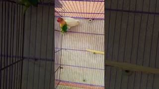 #bird #birdbusiness #greencolor #birdlives #religion #birdlove #parrotgreen #lovebird #birdbreeder