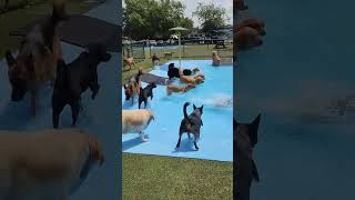 September 2, 2024 #dogs #shorts