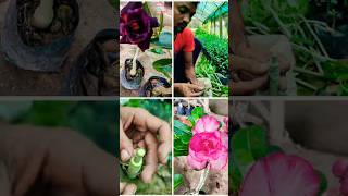 How to Do Flat Grafting in Adenium (Desert Rose) – Step-by-Step Guide #shorts