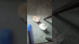 Motion duitare #catlover #kitten #foryou #fypshorts # #trending #fypshorts #viralcat #hindisong