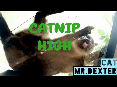 GETTING HIGH WITH CATNIP (what a good dog)