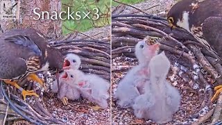 #27🦅🐥8°🐥8°／Falcon Nest 2025🇬🇧 Forestry England South Forest District／Powerd by WildlifeWindows
