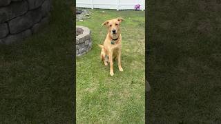 😉#petlove #petlovers #dog #trending #viralvideo #cuteanimals #funnyanimals #fyp #foryou #dogshorts