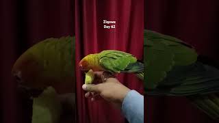 @ziqowa 62 days #ziqowa #redfactor #sunconure #breeding #day62  #exotic #birds #pets #parrot #nature