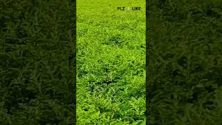 LIKE PLZ THIS VIDEO #watermelon #export #virel #video #farming #fruit #watermelons #exportgoods #bus