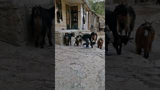 #familyvlog #nomadic #nomadicfamily #village #nature #animals #goat#sheep #vlogvideo