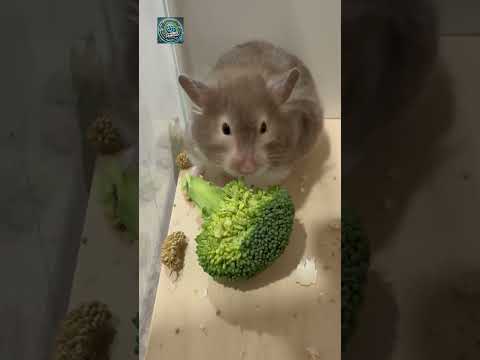Cuteness Overload This Hamster Eating Will Melt Your Heart