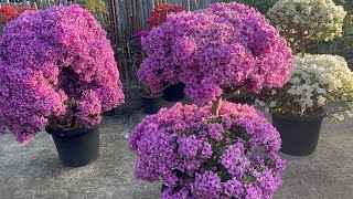 Hidden Bloom : Mission Vengthlangah Pi Jenny Saron vulmawi lutuk en ang aw  #bougainvillea #flowers