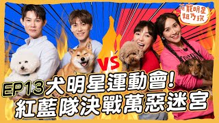 EP13 犬明星運動會 決戰萬惡迷宮！ 夏和熙 邱宇辰 何美 Sandy 主人好崩潰！紅隊 籃隊 誰是最終贏家？【 萌寵明星粗乃玩 】@haveapetday   MOMO醬 估狗 阿龐 呵喜