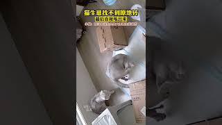 猫生崽找不到原地转 最后直接甩出来 #搞笑