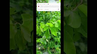 OTP Scam #otpScam #fraud #fake #message #scam #kbc #OTP #ytshorts #shorts
