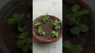 Grow jade plant from cuttings.