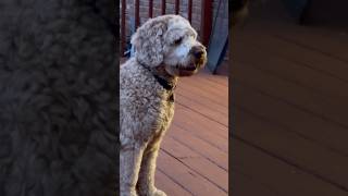 What is he up to? #FunTimes #labradoodle #puppy
