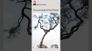the survival of the fittest. #funnyworkers #funny #newvideos #shorts #wildlife #news #animals