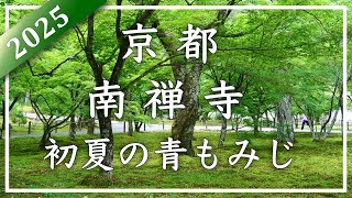 2025 新緑の京都 〜 南禅寺 〜 初夏の南禅寺を彩る青もみじと苔の絨毯。静寂の中に広がるみずみずしい緑の世界をご堪能ください。[No.585]