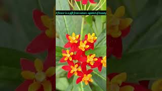 #Flower # #beats #bgm  #YouTube recommendations #shortsfeed #Browse features