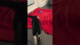Wake & Play👉🏼FR: Mo 🐈‍⬛ #catshorts #cats #ilovemycat #catlover #shorts #shortvideo #ilovemycats