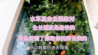 水草里金鱼藻生长速度是最快的，又好养，随便扔水面就能活