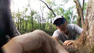 Picayune Strand 360 degree Screaming Tree Snake 2 25 17 naples fl