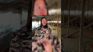 微山湖鸭西施养50万只鸭，日下50万枚蛋，红泥腌红茶烤日产30万枚！#美食 #惟楚有菜 #家常菜 #做菜