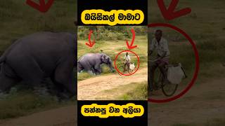 Elephant attack🫣#shortvideo #shorts #elephant #attack #youtube #tiktok #elephant #viralvideo #fight
