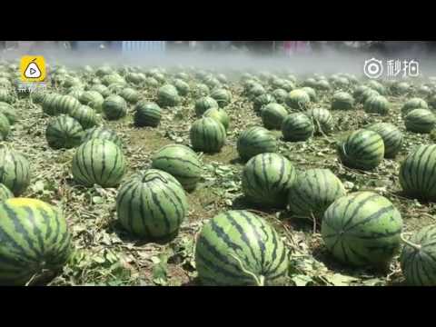 遍地西瓜"占领"中央美院.. 治愈