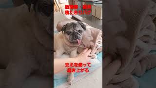 支えを使って起き上がる #認知症犬 #shorts