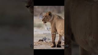 Part 12 about Matsumi #shorts #wildlife #lion #lionlife#savana#kingofsavana#lionking