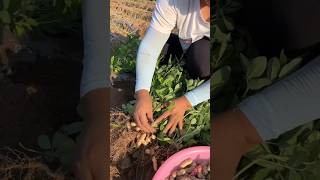 RT Hila0101592 mini rotary tillage and ridging all-in one tree 🌲 short view #peanuts