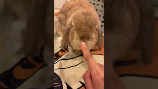 My Cute Rabbit 🐇 #bunny #rabbit #pets #animals #petcare #petvideos #fyp #shorts
