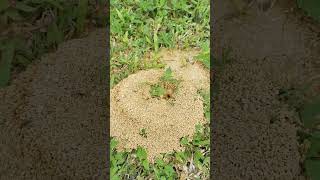 神奇 Process of ants make ant nest 蚂蚁制作蚂蚁窝过程