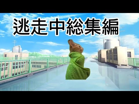 逃走中をする猫たち総集編