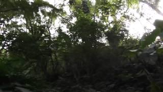 阿里山森林鐵路 復駛首航列車