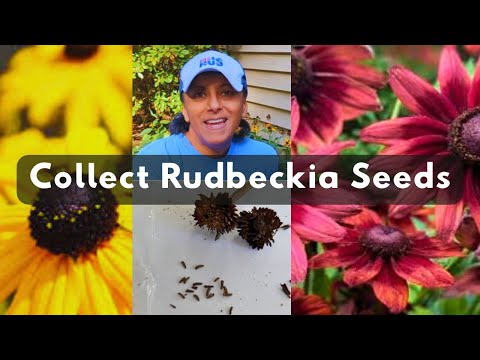 How To Collect Rudbeckia Seeds | Harvest Save Black-Eyed Susan Goldstrum Seeds