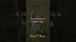 Joyful Canine: Unleashing Happiness