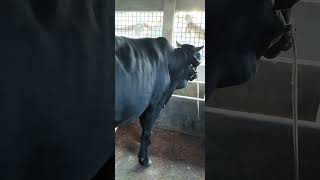 Black Bull🖤 #caw #reels  #shorts #viral #video #trending
