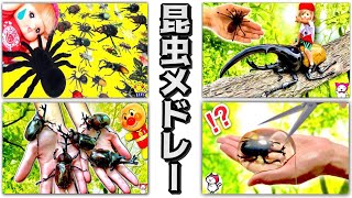 【大人気！昆虫シリーズ🐞】巨大カブトムシやクワガタバトル対決と虫とり採集！