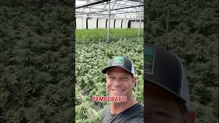 ICE raid uncovers Newsom's ties to cannabis farm #shorts #foxnews #news #us #fox #newsom #california