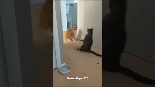 Cat Fails: The Funniest Compilation |  #funnycats #catfails #laughoutloud #catcomedy