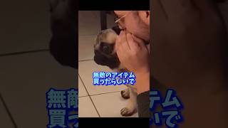【めっちゃええ！】#無敵 #いぬ #犬 #dog #pug #雨 #comedy #shorts #便利グッズ