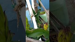 Dragon fruit khane vaye comment garnu hola#youtubeshorts #viralvideo #viral #nepalimusic #viralnepal