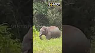 ಕೊಡಗಿನಲ್ಲಿ ಹೆಚ್ಚಿದ ಕಾಡಾನೆ ಆತಂಕ | Vistara News | Elephants Viral Video In Kodagu