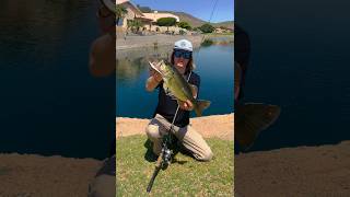 Golf course pond hoppin’ in Phoenix, AZ