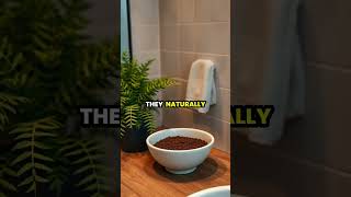 DIY Natural Odor Eliminators for a Fresh Home! 🌿✨