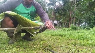 Mananabas